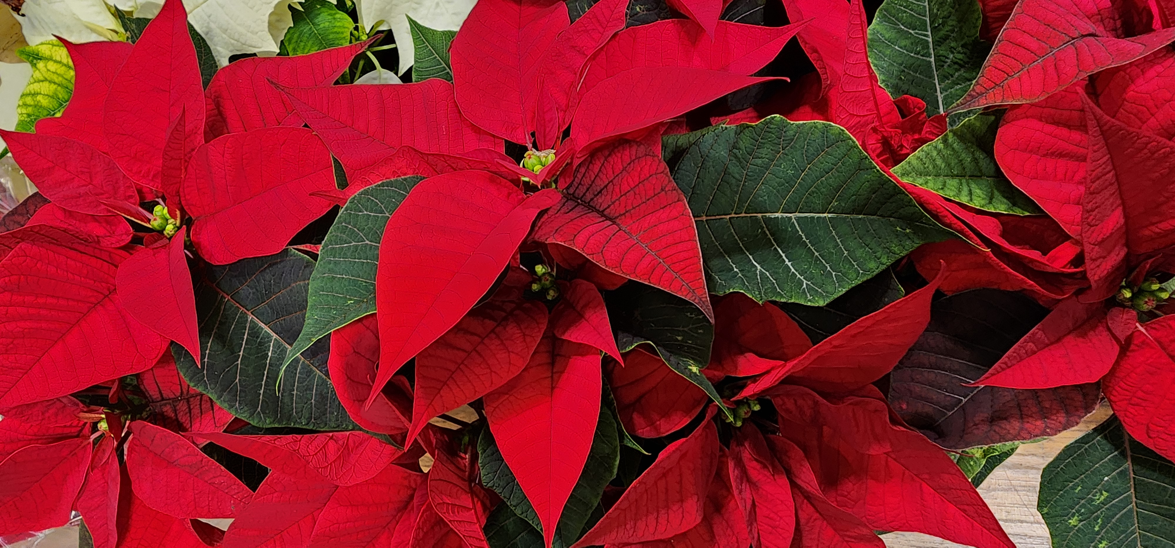 Photo of many poinsettas