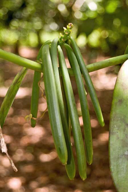 photo of unripe vanilla beans