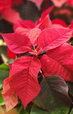 Photo of a poinsetta