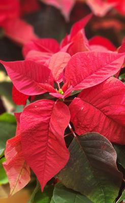 Photo of a poinsetta